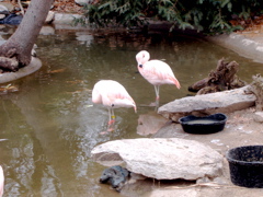More flamingi