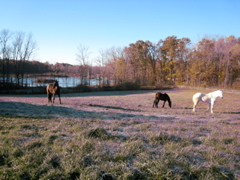 Third pasture and view from the house